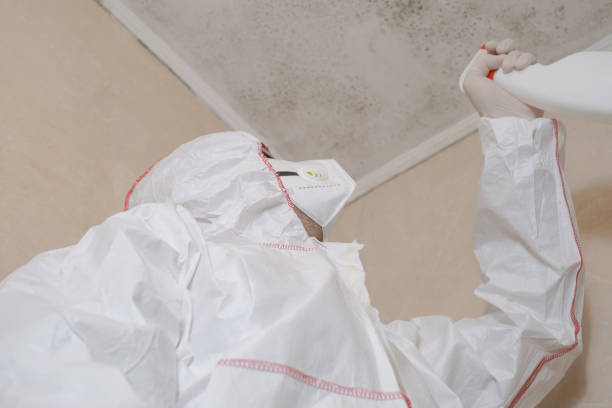 Best DIY Mold Remediation Support Services in Emerson, NJ
